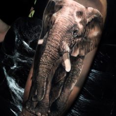 tattoo tatuagem elefante