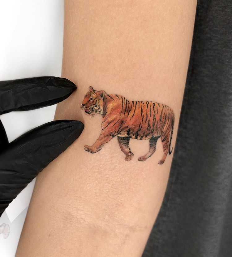 tattoo tatuagem tigre