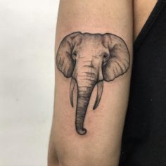 elefante